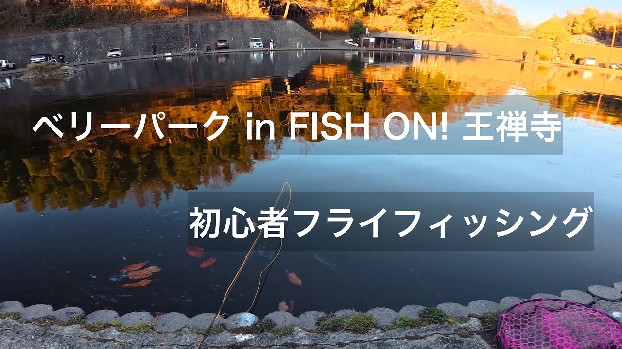 【フライフィッシング】初めてのエリアフライ@ベリーパーク in FISH ON! 王禅寺【エリアトラウト】