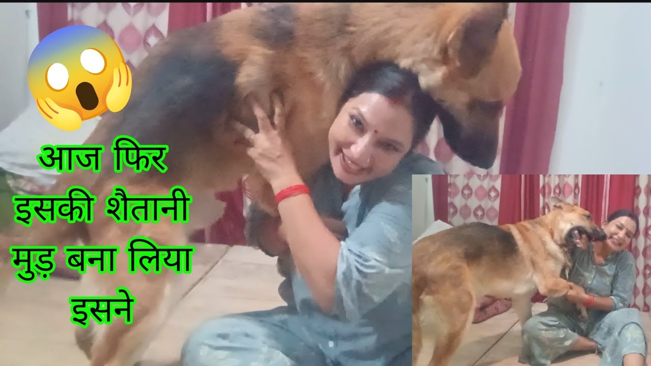 जैक की फूल मस्ती videoदेखकर मस्त हो जायेंगे आज तक सबसे मस्त कर देने वाली वीडियो🥱#memohini#jackthegsd