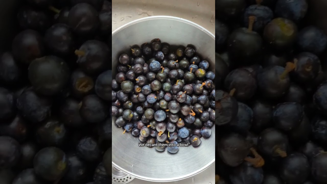 Foraging Sloes for Sloe Gin