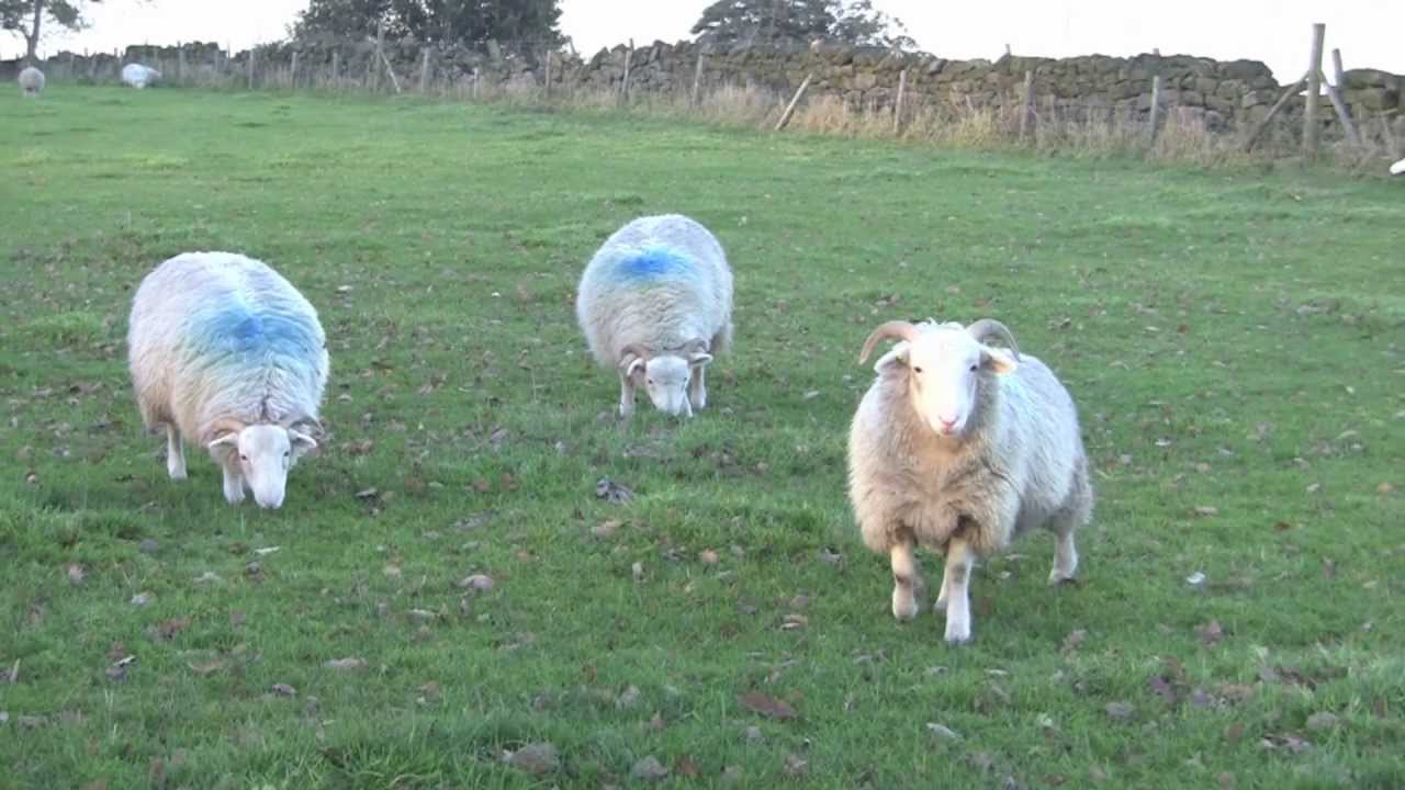 Cookridge Countryside, Leeds, West Yorkshire, UK - 3rd November, 2012