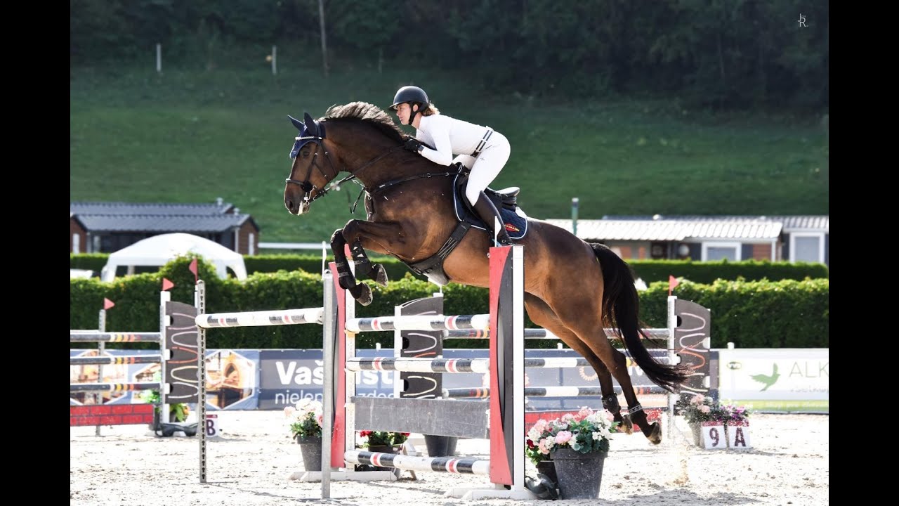 Zangersheide | Gelding | Dimaro @TMHorsesPonies
