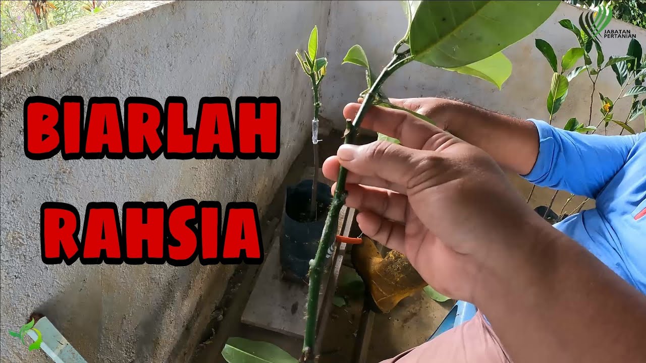 Rahsia Kejayaan Cantuman Cempedak/Nangka
