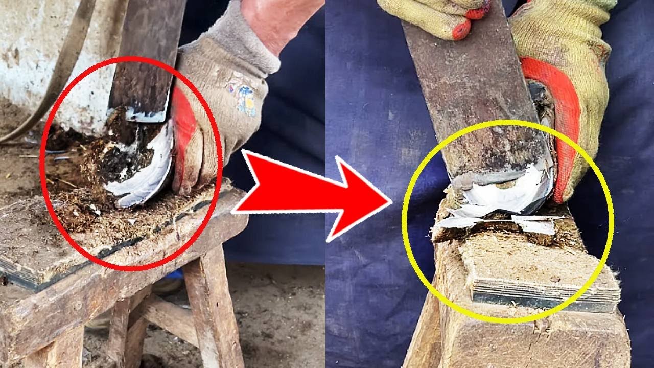 Hoof trimming: black foreign body embedded in donkey hoof! Craftsman care with ease!