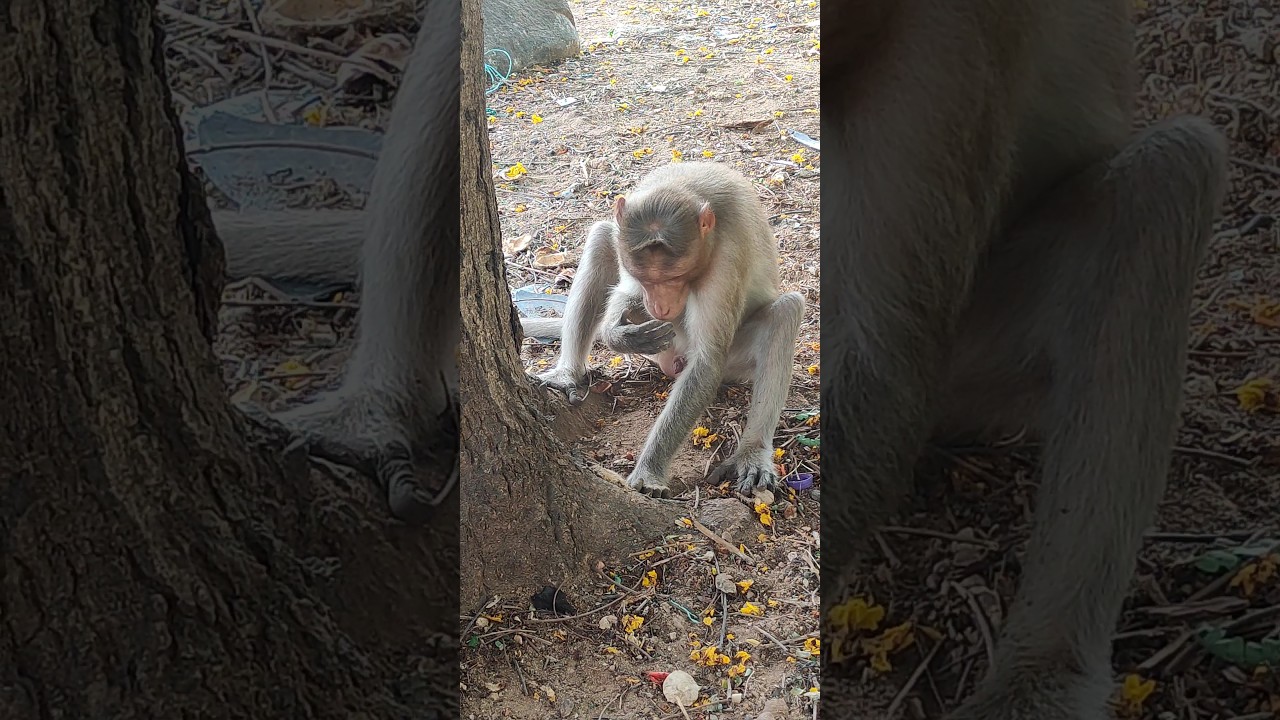 watch this if you are in stress 😬😀#monkey#stress