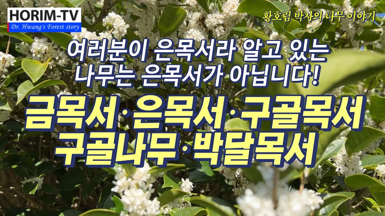 목서, 금목서, 은목서, 구골목서,  구골나무, 박달목서,  목서속(Osmamthus) 6종 구분하기, 숲 전문 HORIM-TV