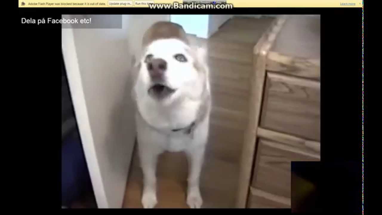 pratande hund