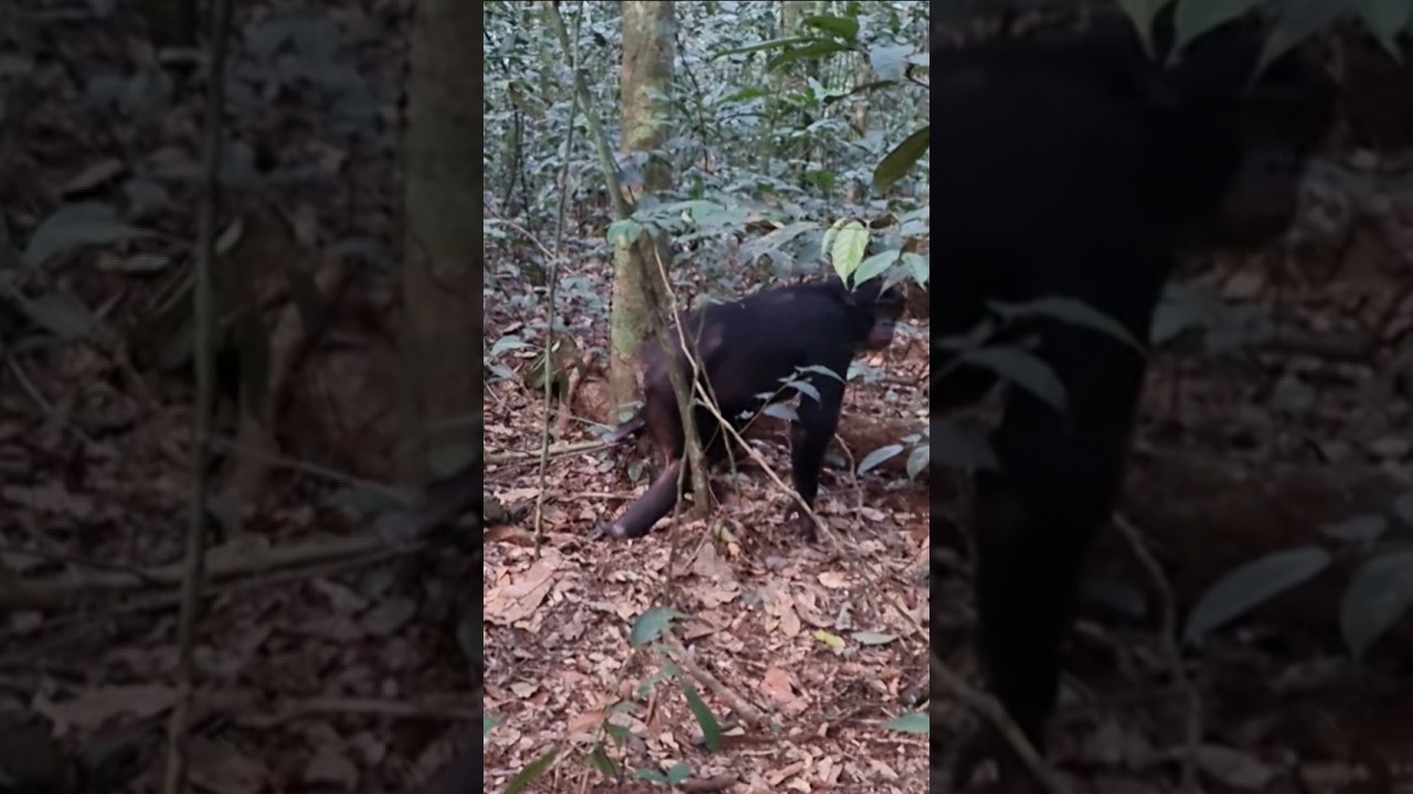 Bonobo Power Display - Branch Drag Full Film in Bio #bonobos #nature #conservation #wildlife #monkey