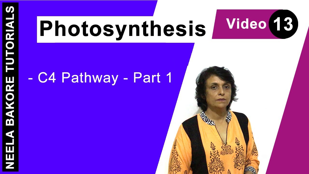Photosynthesis | NEET | C4 Pathway - Part 1 | Neela Bakore Tutorials