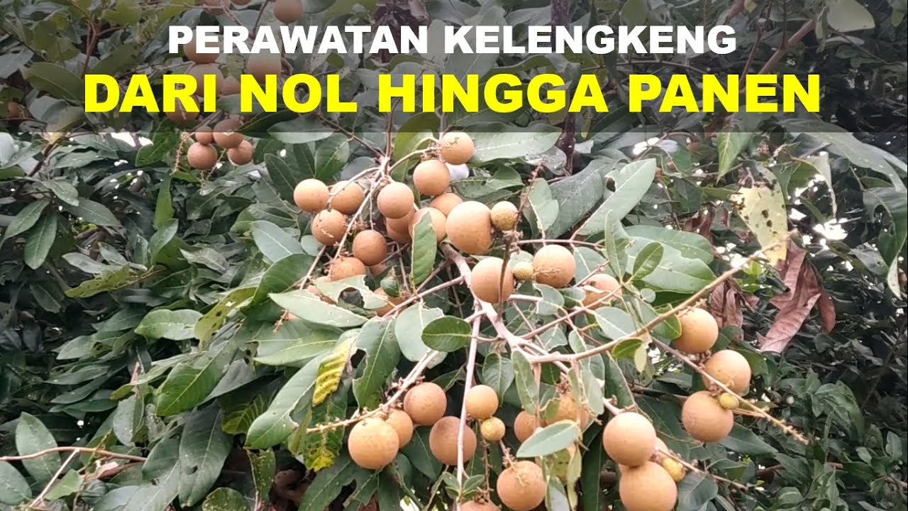 Panduan Lengkap !!! Perawatan Kelengkeng Dari Nol Hingga Panen berkala Tiap Bulan Panen | Ep 100