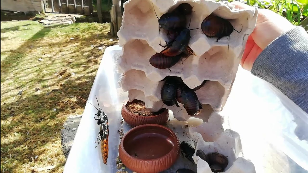 Les di CUCARACHAS GIGANTES a mis GALLINAS, se dieron un festín | Mariana Mai