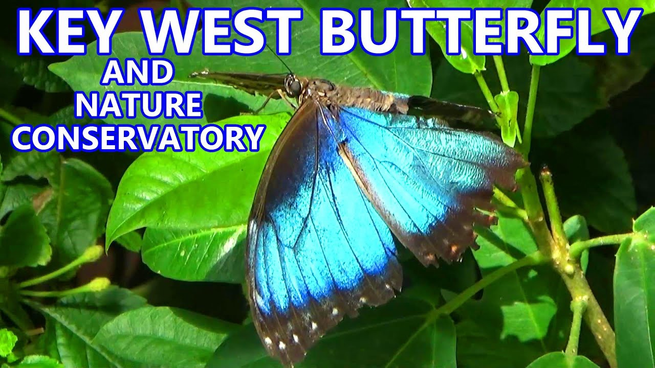So Many Beautiful Butterflies At The Key West Butterfly & Nature Conservatory - Amazing!