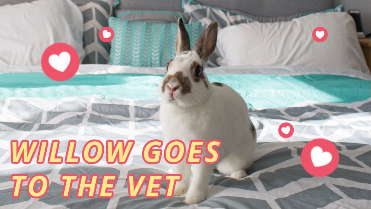Senior Rabbit Goes To The Vet | Pain Management