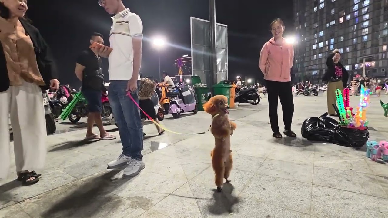 Adorable toy poodle on walking on hind legs MUST SEE! Vung Tau, Vietnam 