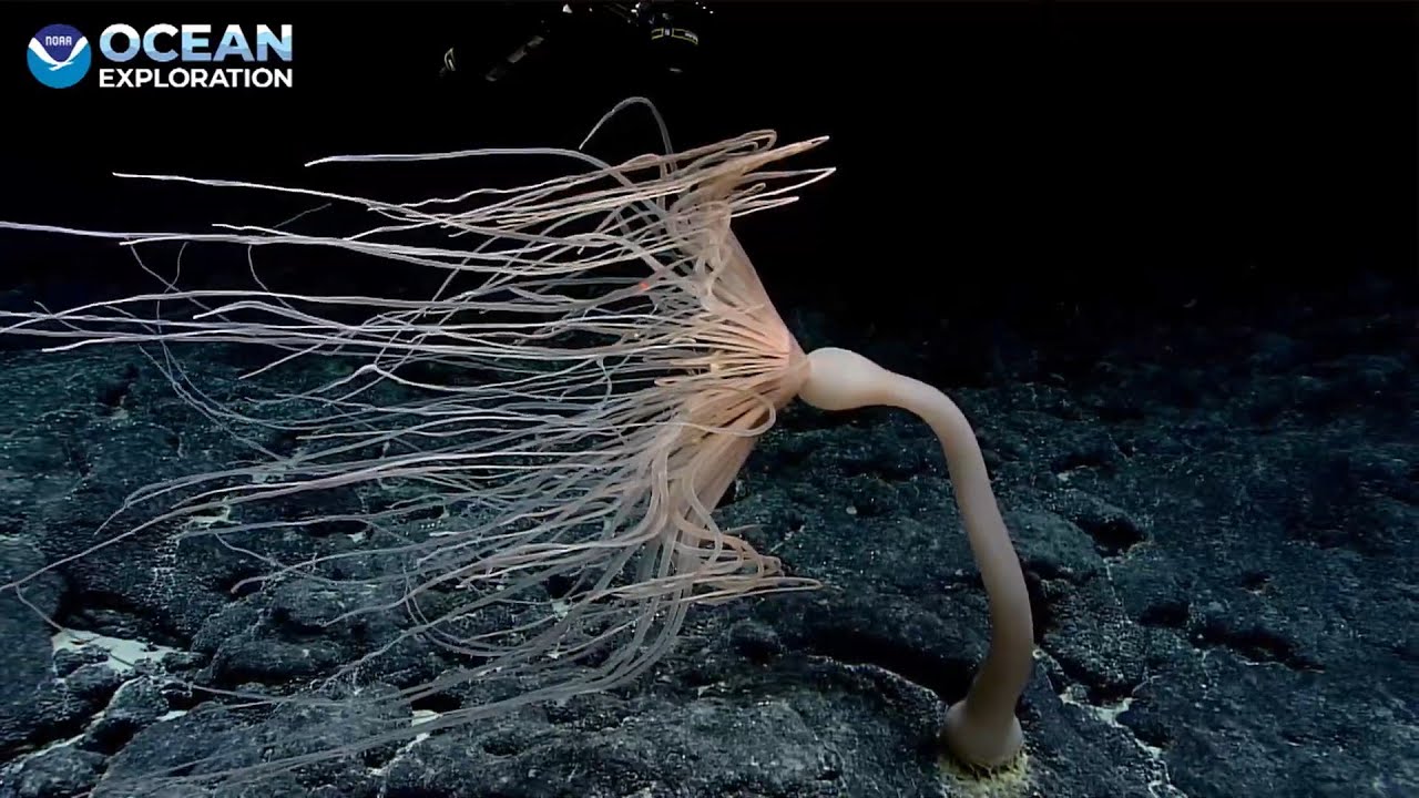 EX2503 Dive 01 Unnamed Seamount South of the Murray Fracture Zone Apr 11 2025