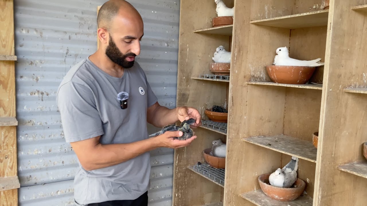 Pigeon Routine Before Work Checking on all the Youngsters