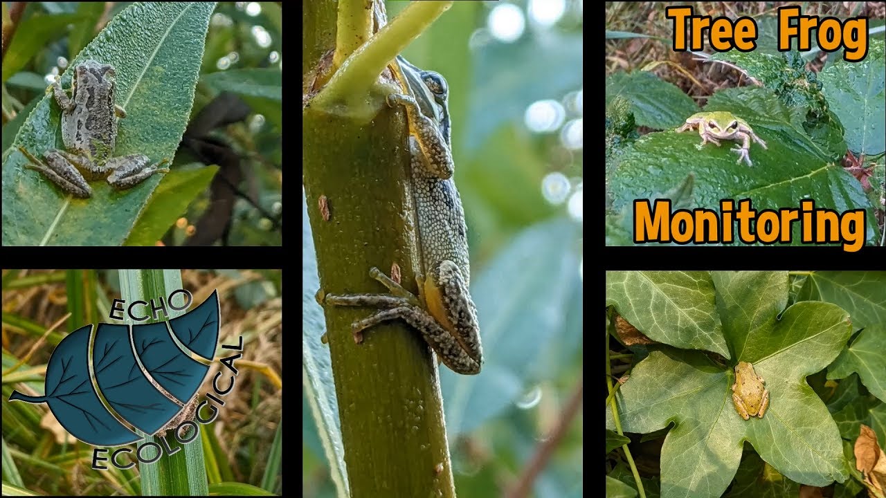 Jericho Beach Park Pacific Tree Frogs Restoration