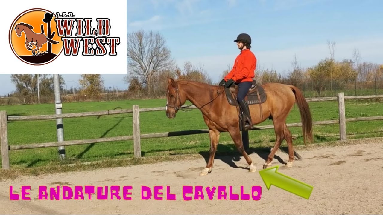 Le andature del cavallo
