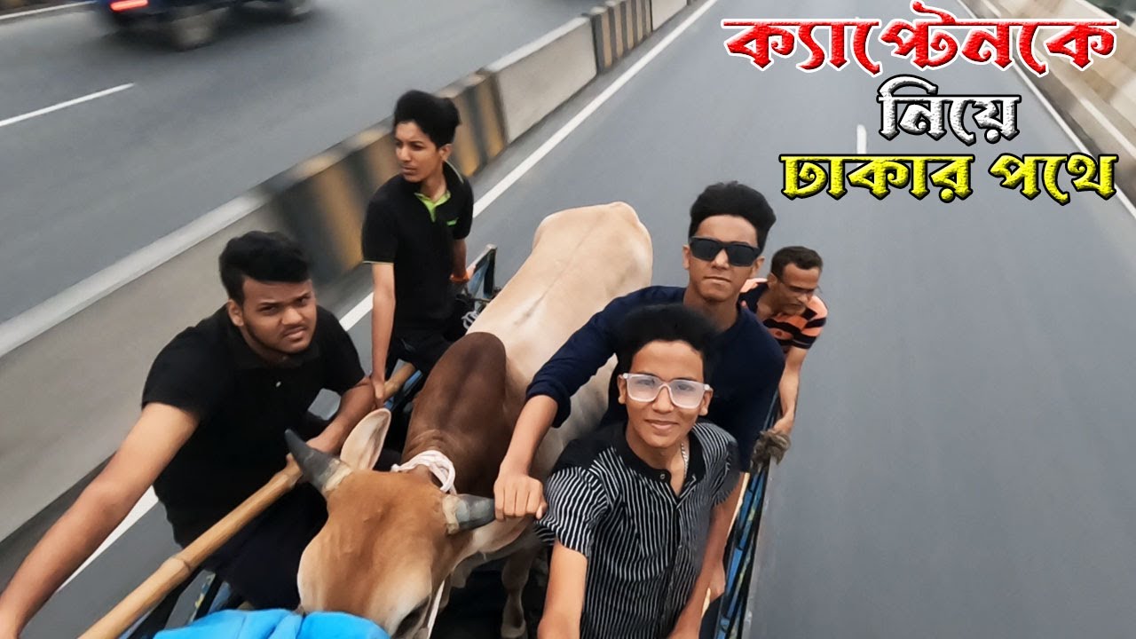 ক্যাপ্টেনকে নিয়ে আমরা এখন ঢাকার পথে | Qurbani cow 2024 | Cow videos | Shahil | SD Family World