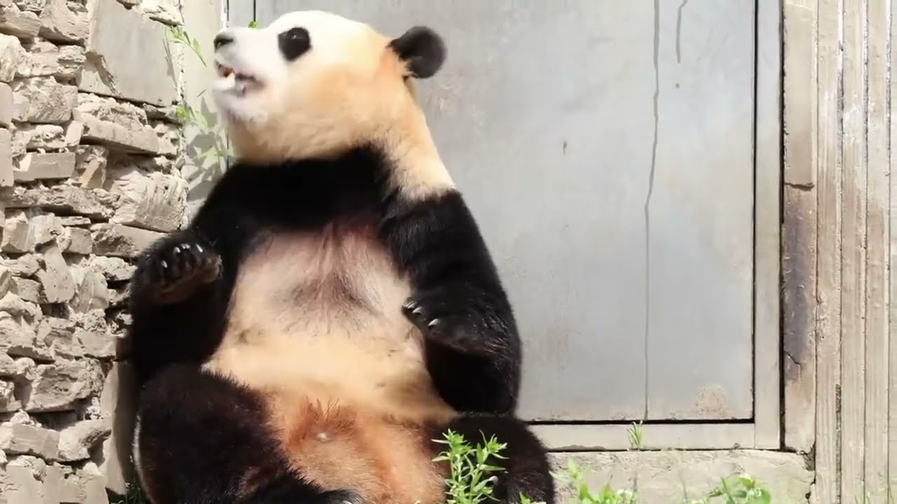 Panda Fu Bao‘s Regular Diet And Deworming  #panda #fubao #푸바오 #福宝 #viral #fyp #pandalife #pandalover