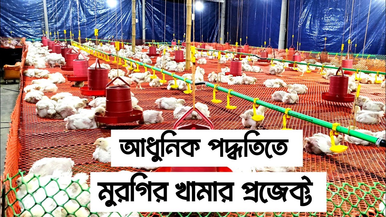আধুনিক মুরগির খামার প্রজেক্ট। Poultry Business Plan Bangla