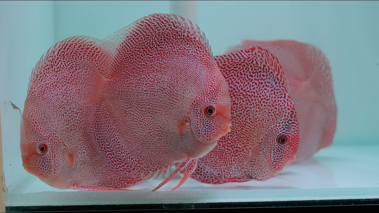 DISCUS FISH JAGGER - CINEMATIC VIDEO #1