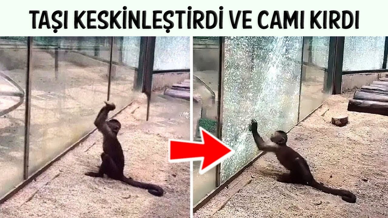 Zeki Hayvanların Sizi Şaşırtacak Anları