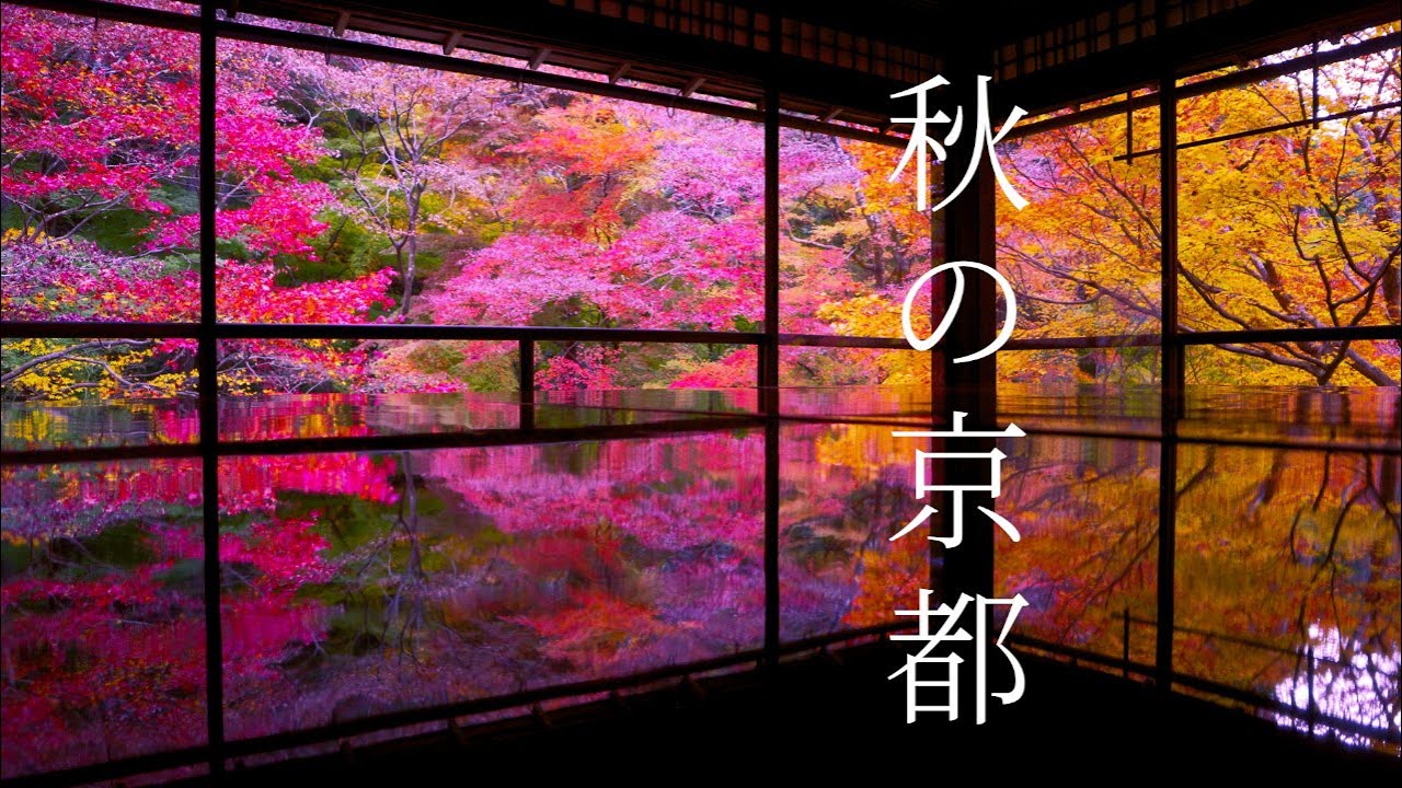 【保存版】色鮮やかな京都の紅葉40選🍁絶景旅：左京区編