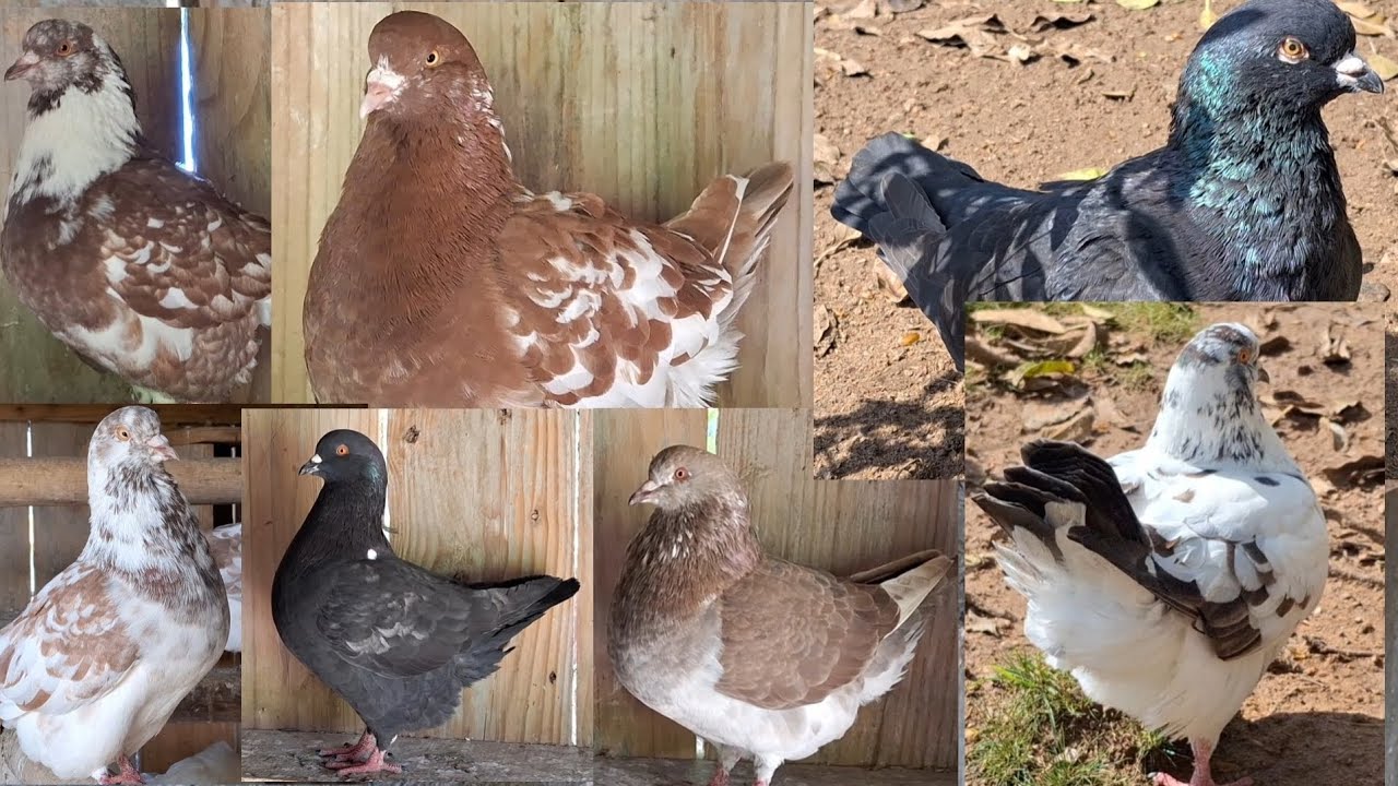 Pombas King  🕊 Pombo Rei 👑
