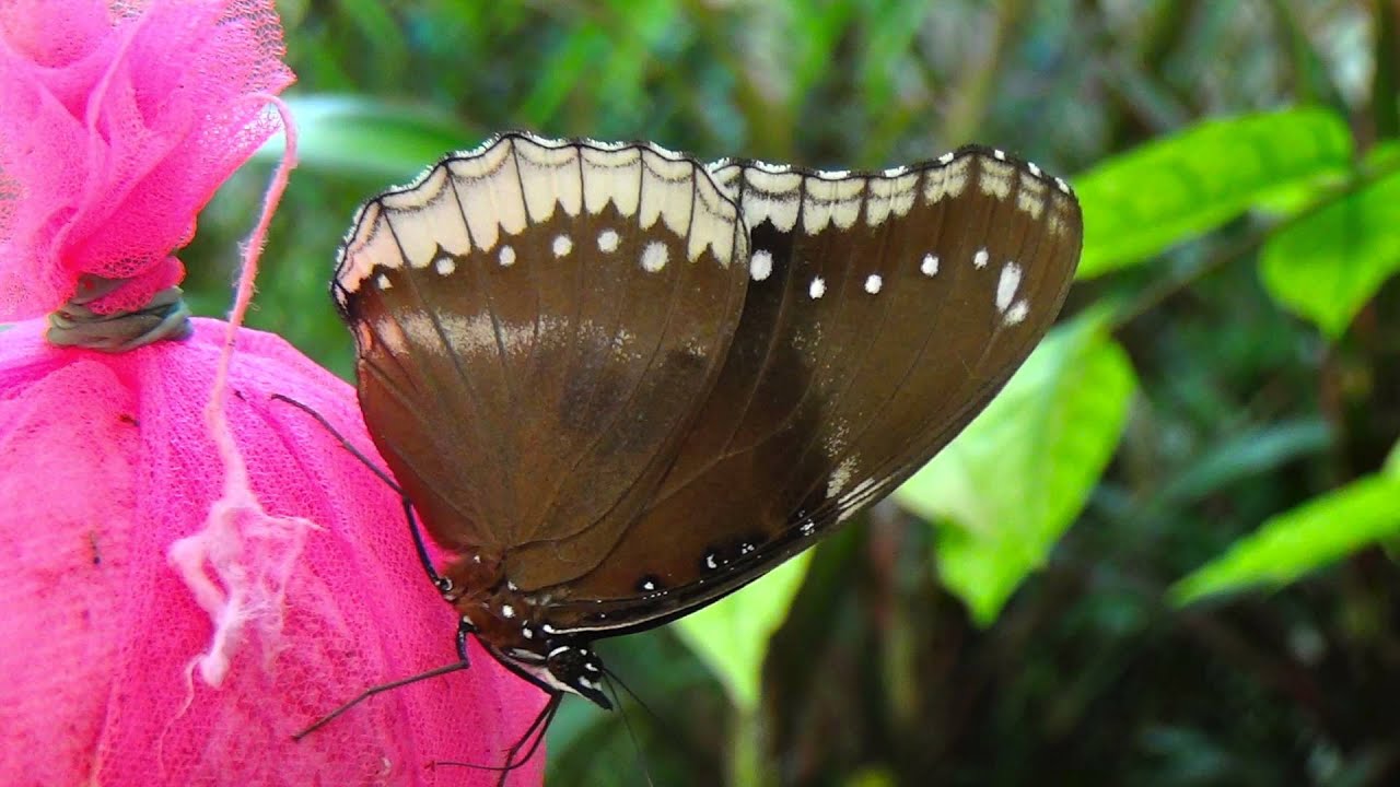 Парки Бангкока:  бабочки и цветы. Bangkok parks: butterflies and flowers
