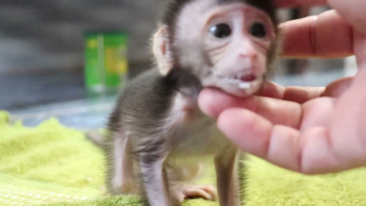 So hungry milk poor baby monkey Ting Ting trying to get milk