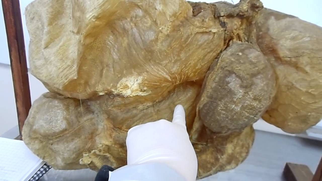 Surcos est&oacute;mago rumiante