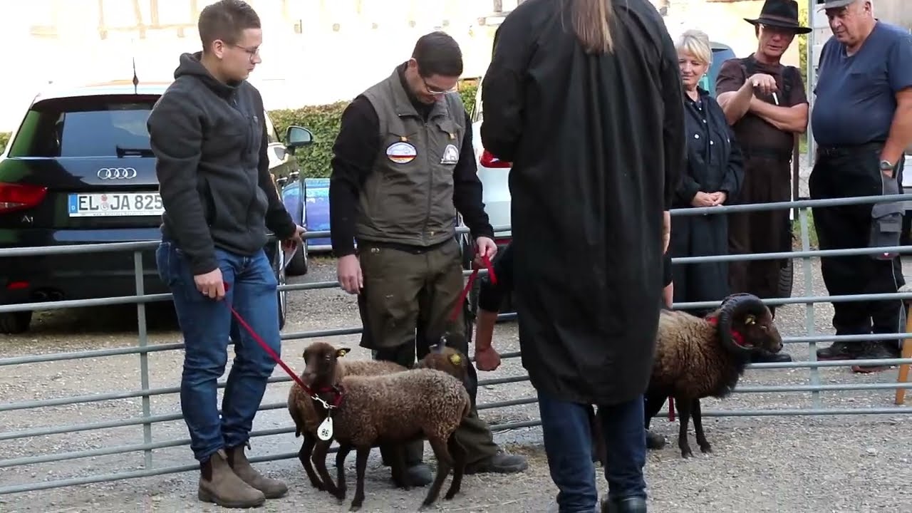 Pölzig 2023 (Germany) - Ouessant sheep exhibition