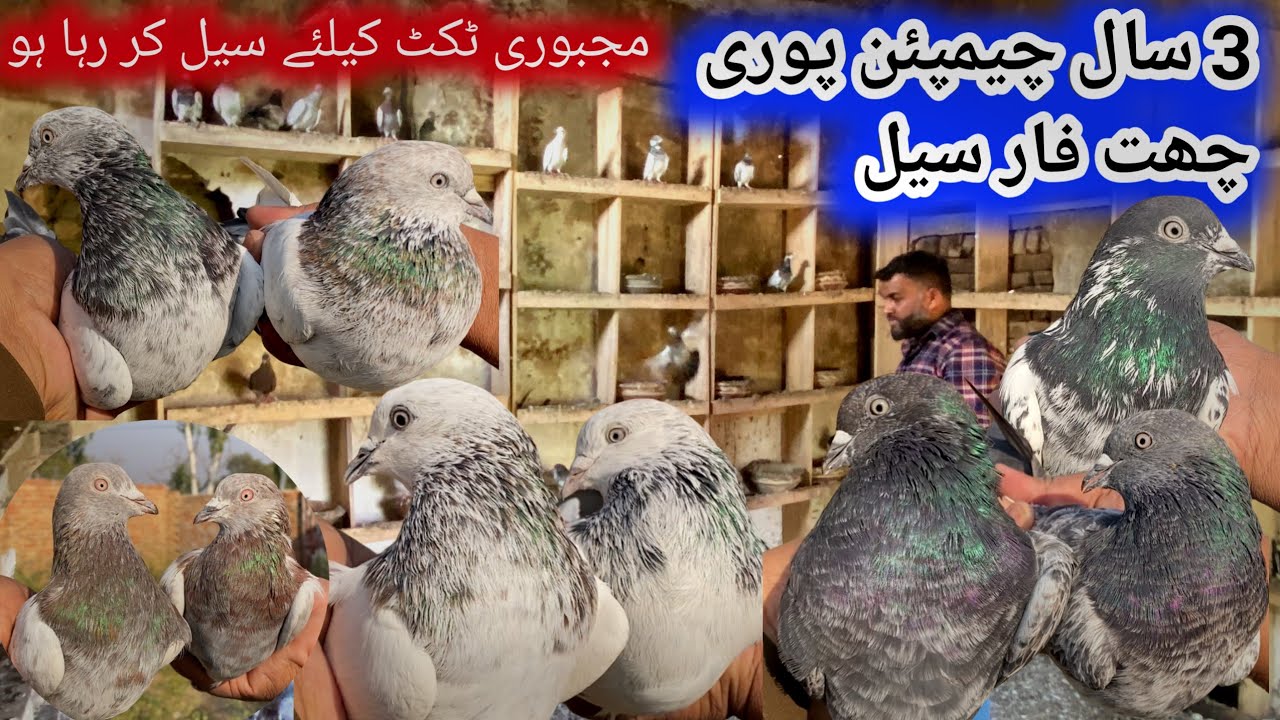 Visa Aa Gaya | Majbori Main 3 Sal Champion Kabootaro Wala Setup For Sale |  26/112025