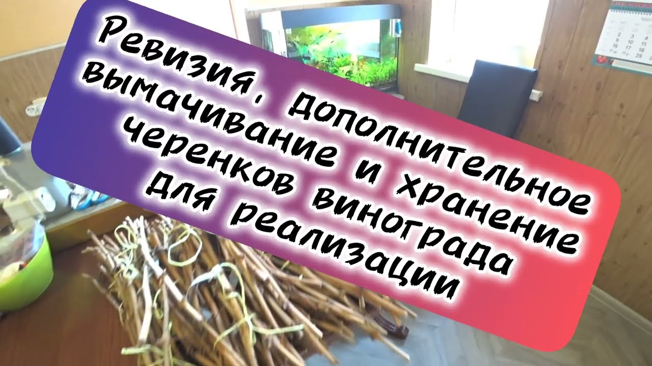 Ревизия, дополнительное вымачивание и хранение черенков винограда для реализации