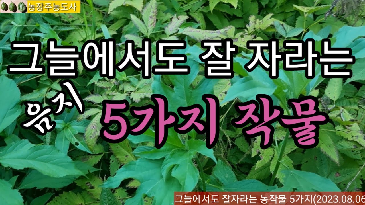 그늘에서도 잘 자라는 농작물, 다년생 음지 작물, 음지식물, 반그늘을 더 좋아하는 작물 5가지