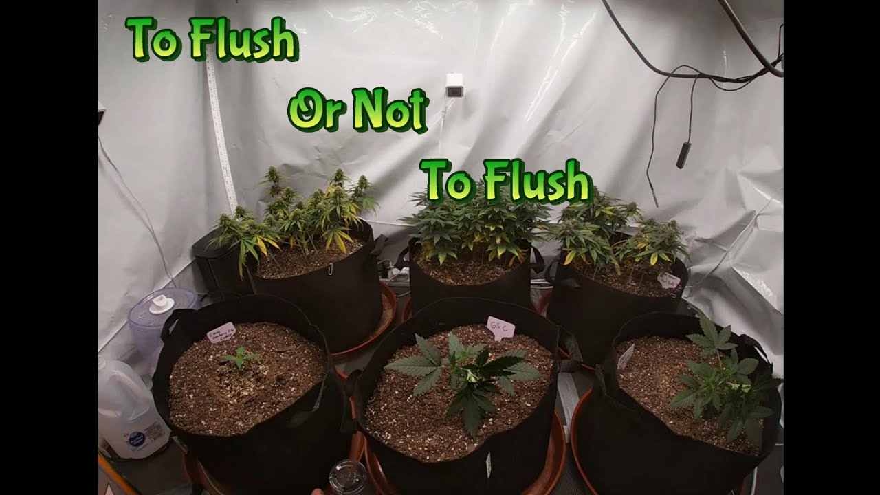 Week 8 Staggered Grow (To Flush Or Not To Flush?)