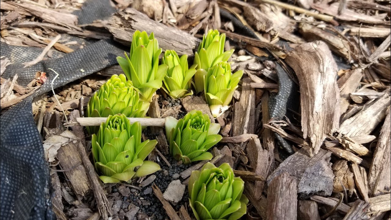Quick Spring Gardening Tip - Plus Milorganite Flower and Shrub Application