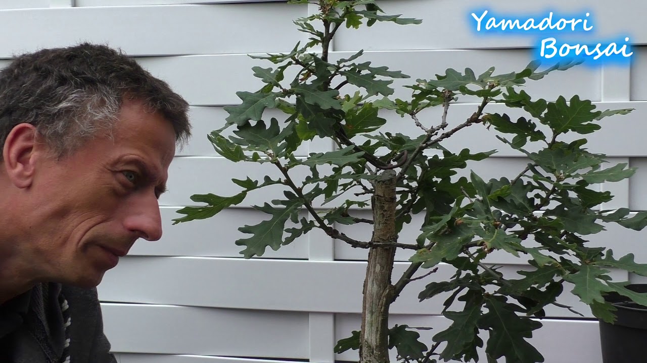 Yamadori Bonsai , die Eichen und der Sommerschnitt