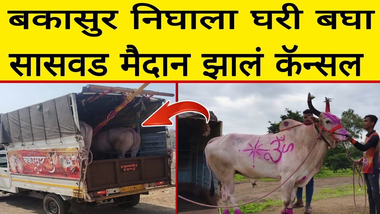 बकासुर निघाला घरी बघा सासवड मैदान झालं कॅन्सल,बकासुर घरी चालला