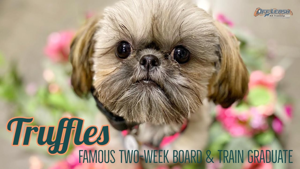 Teacup Shih Tzu, 1 yo, 