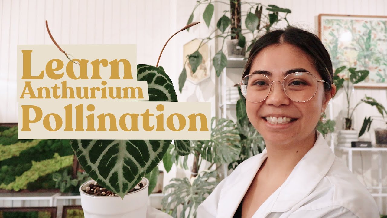 How to Pollinate Anthurium | Plant 101