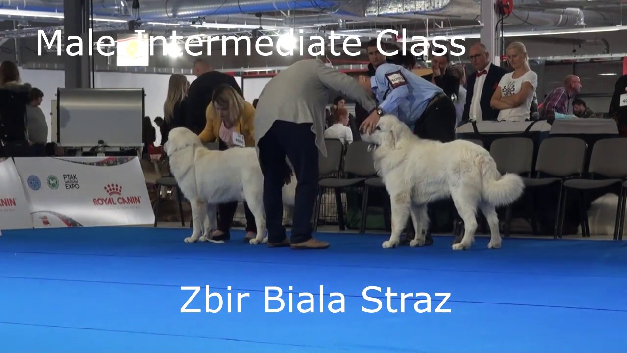 EDS 2018-Tatra Shepherd Dog.