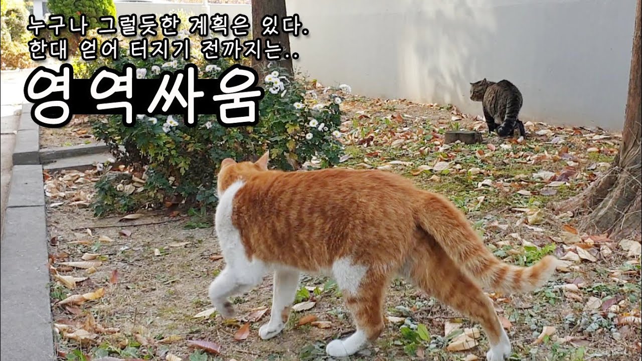 살벌한 고양이 영역싸움.