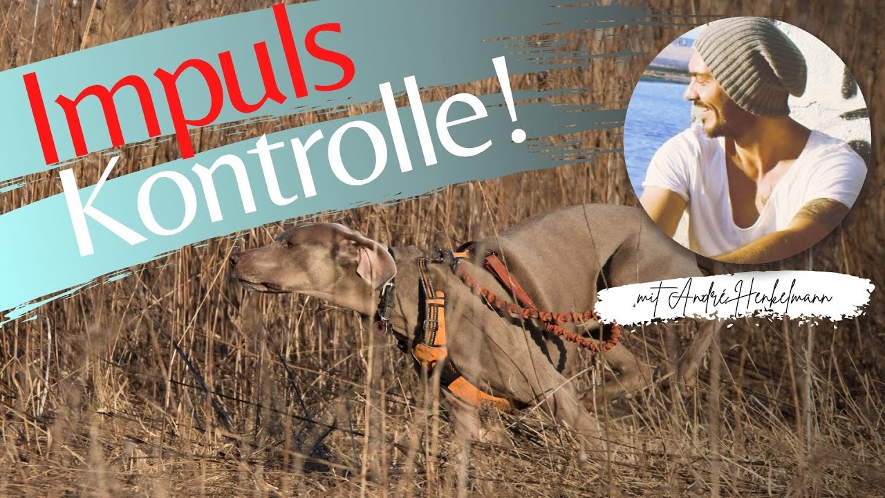 So kannst du die Impulskontrolle mit deinem Hund trainieren! Profi-Tipps/Hundeerziehung!
