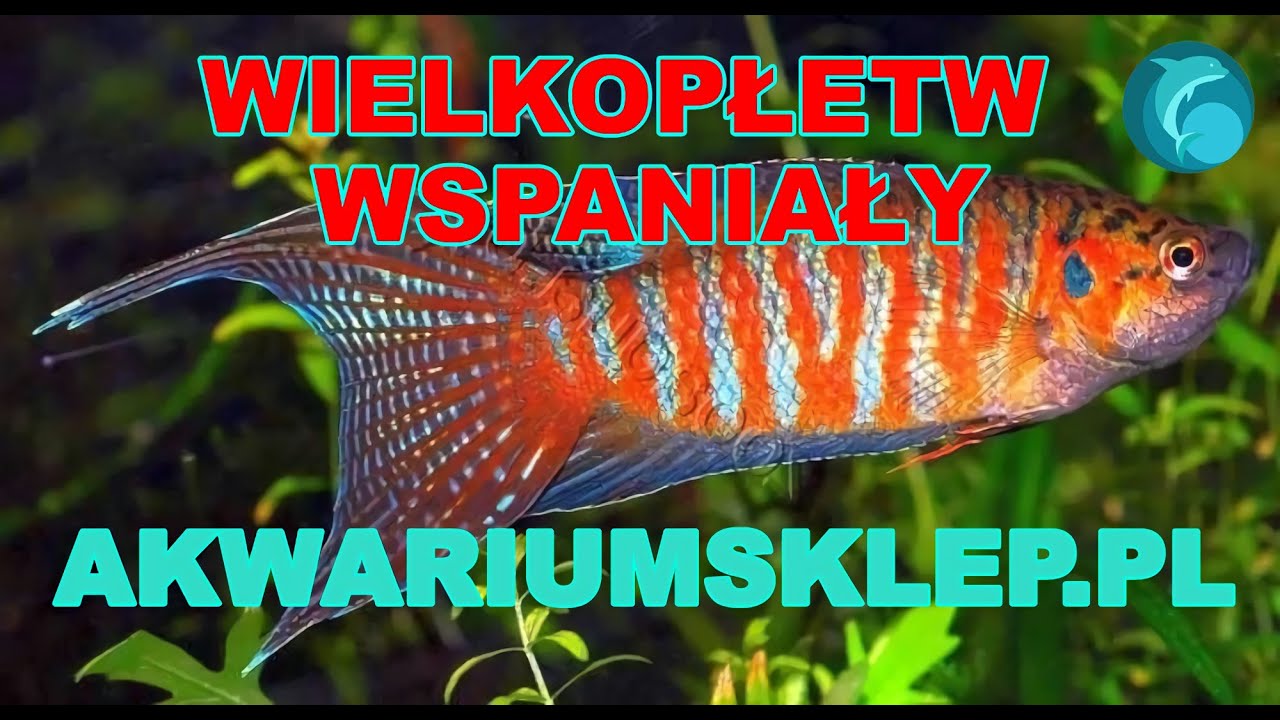 Wielkopłetw wspaniały. Macropodus opercularis Przegląd