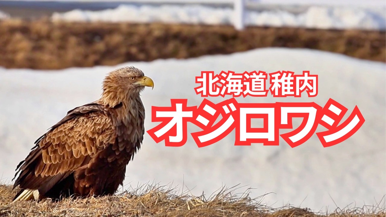 道北で出会ったオジロワシ/Encounter with a Wild White-tailed Eagle in Hokkaido, Japan