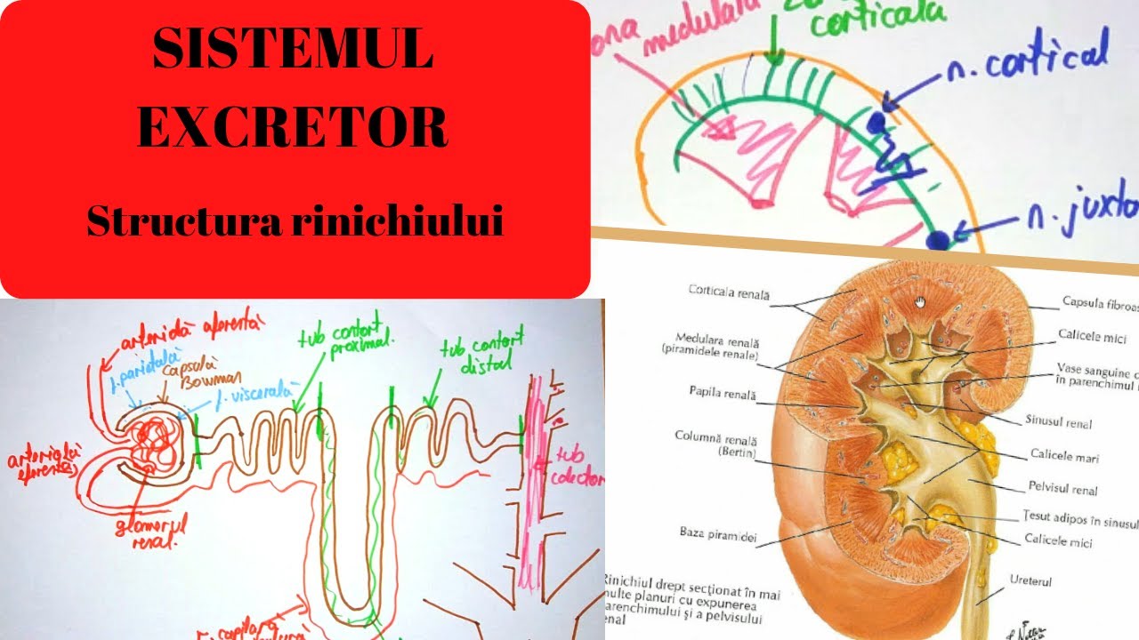 ADMITERE MEDICINA: SISTEMUL EXCRETOR 1: Structura rinichiului