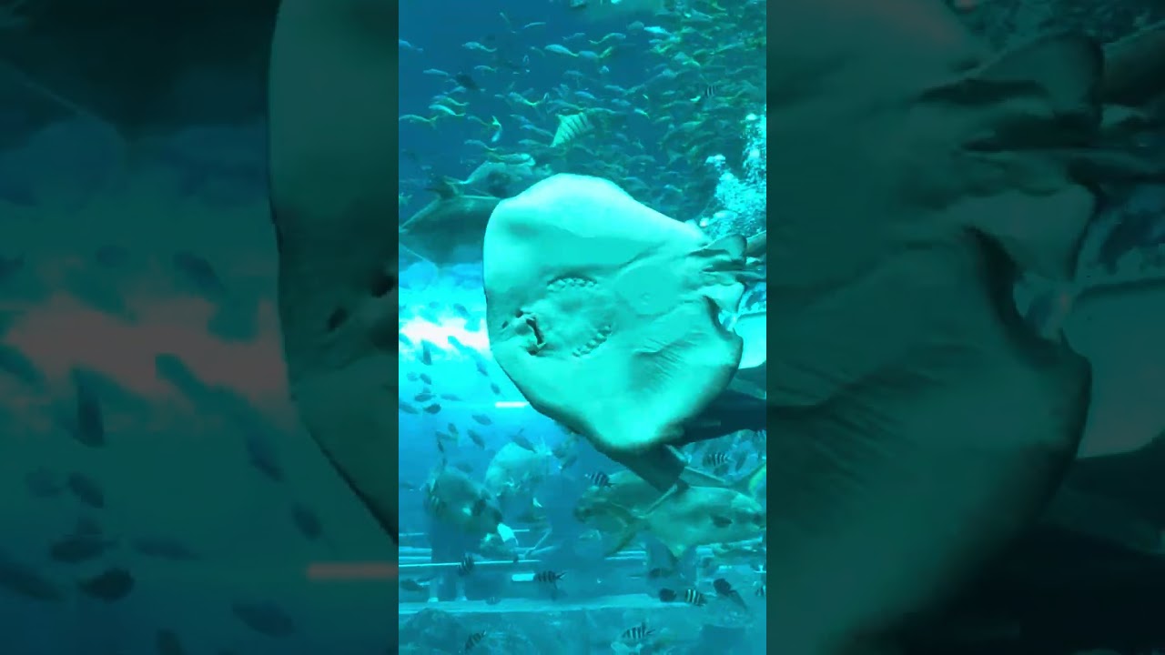 Oceanarium in Vin Wonders on Phu Quoc, Vietnam🌊fish feeding show🐬🪼 