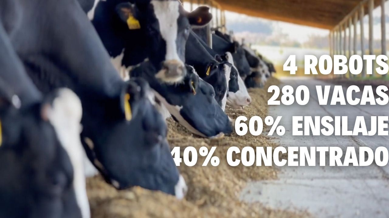 4 ROBOTS ORDEÑAN LAS VACAS AUTOMÁTICAMENTE EN URUGUAY 🇺🇾