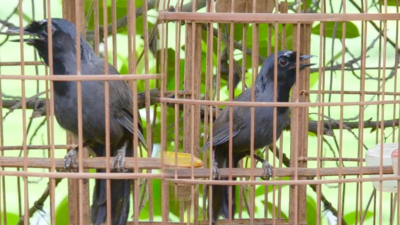 Khướu mái ro kích trống - Tiếng khướu mái già kích trống quá hay - khuou mai ro